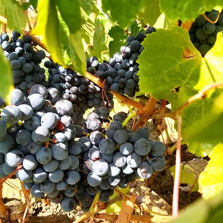 Lejlighed Casa Alegria - Vista Da Serra Tomar