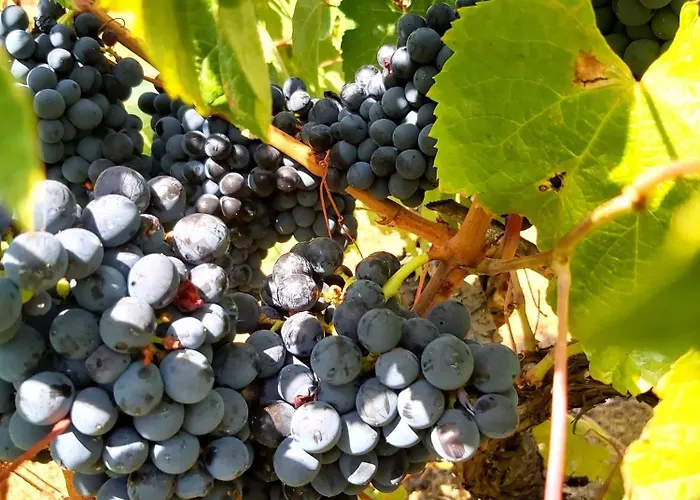 דירה Casa Alegria - Vista Da Serra טומאר