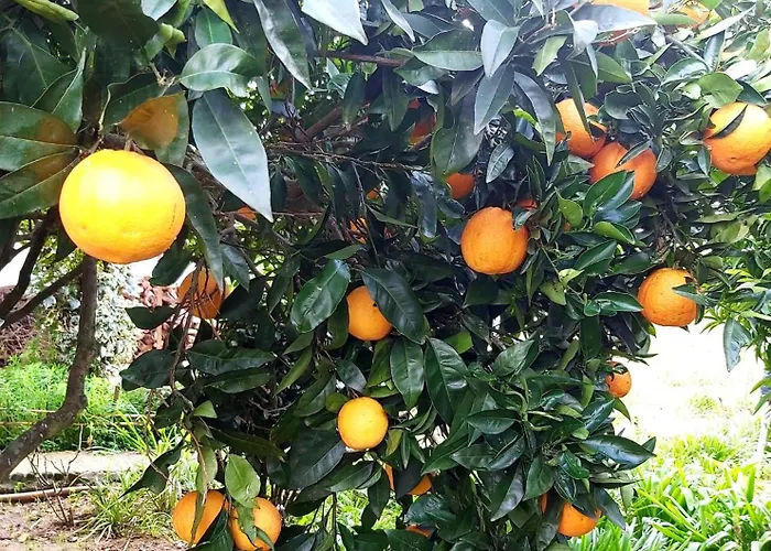 Casa Alegria - Vista Da Serra Apartamento Tomar