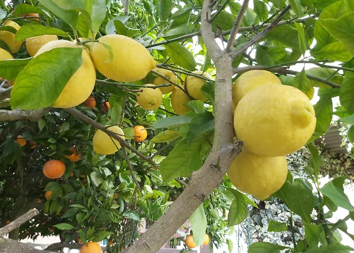 דירה Casa Alegria - Vista Da Serra *